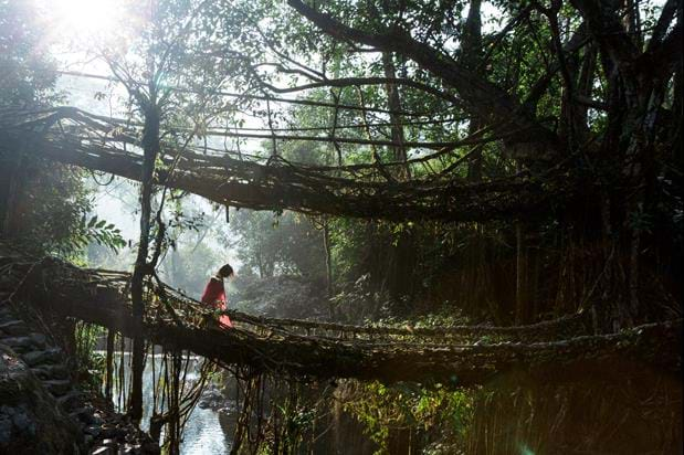 Living Bridges