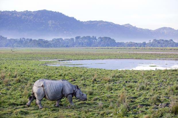 Beast of the Brahmaputra