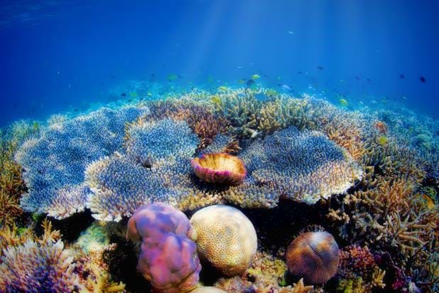 Soft coral at the Menjangan reef drop-off.