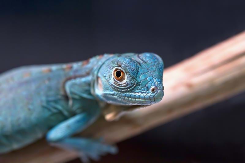 Cambodia, Wildlife, Lizard,dragon
