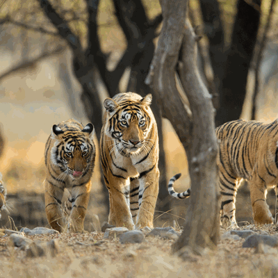 Land of Tigers