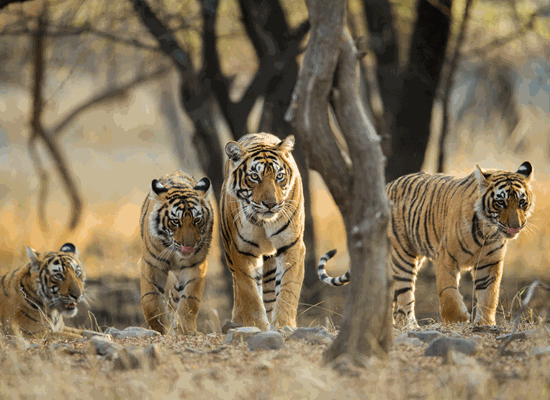 Land of Tigers