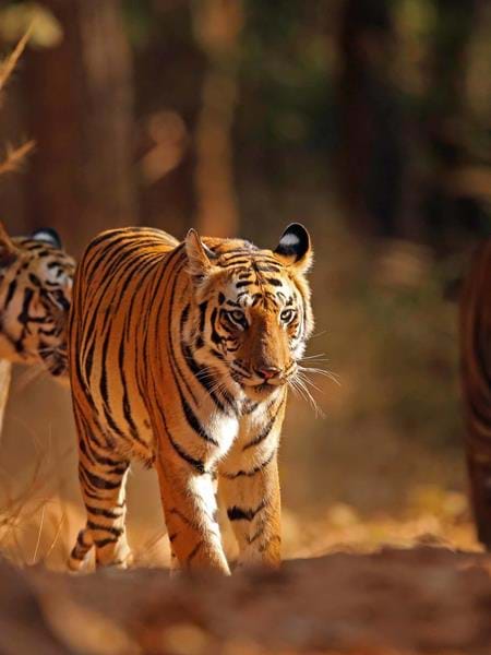 Wildlife Holidays