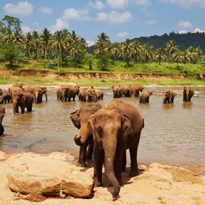 Wildlife Sri Lanka: Where & When to Go