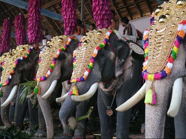 elephant parade