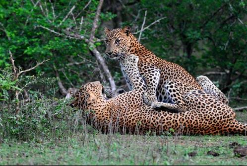 Yala, leopard