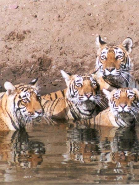 Wildlife Holidays