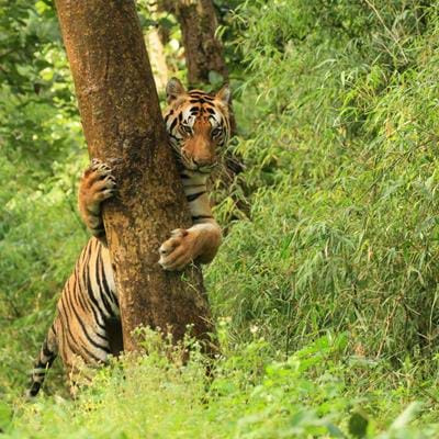 The Parks of Central India