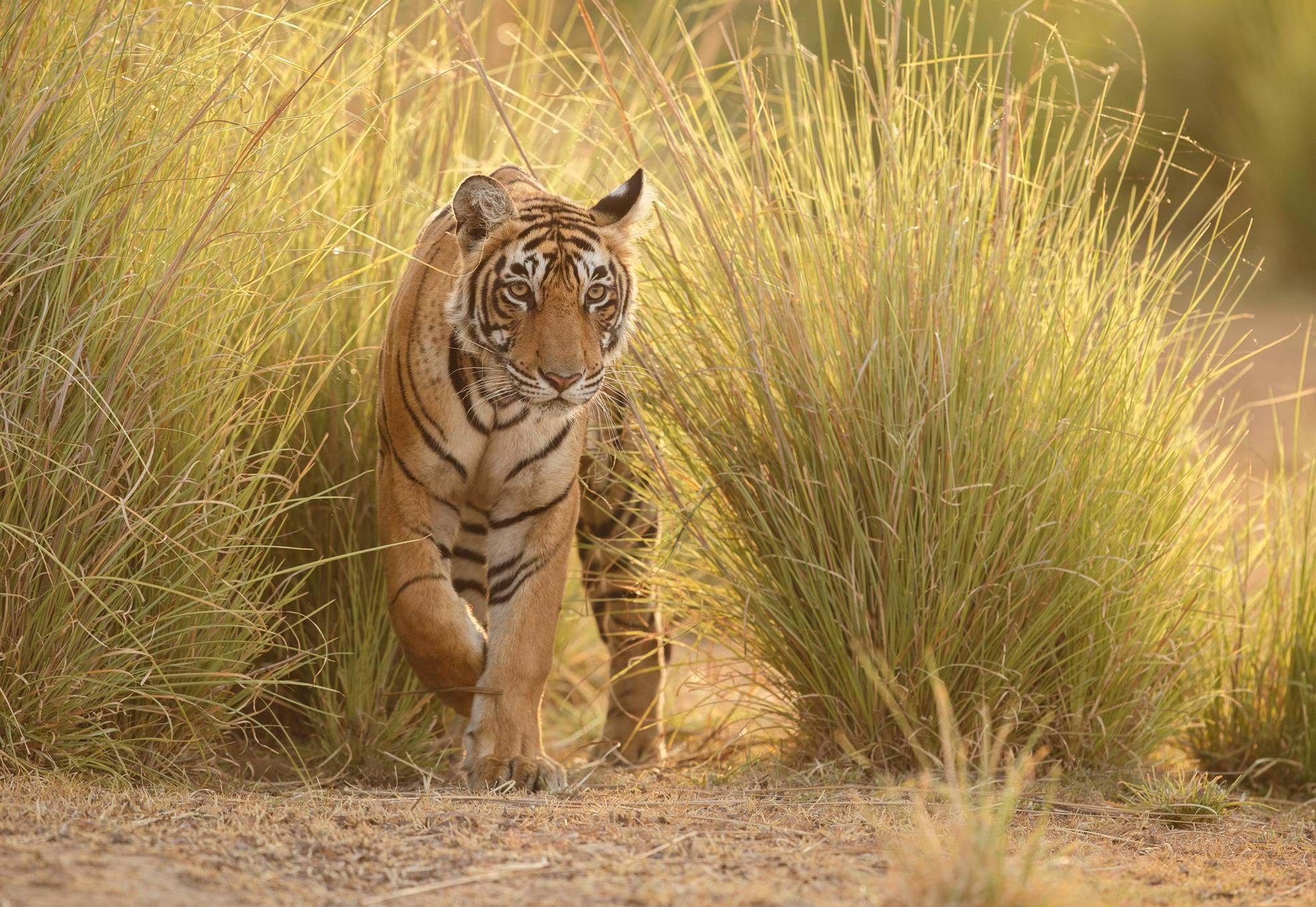 tiger tours and travels
