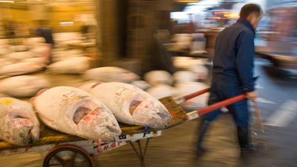 Tokyo, Japan, Tsukiji fish maket-Tuna fish sale