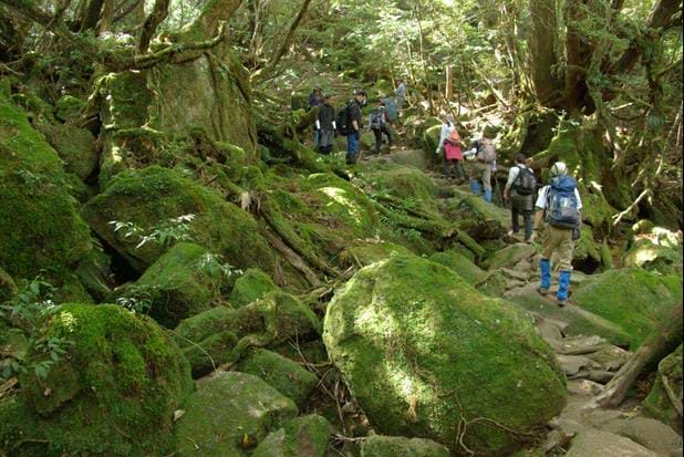 Kyushu-Yakushima Island