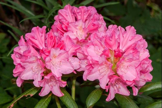 Yakushima Rhododendron Cultivar Kalinka