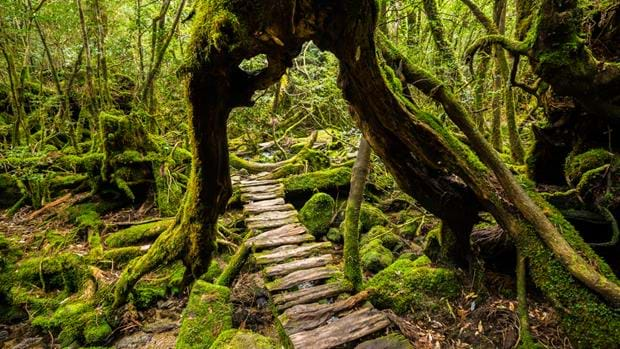 Kyushu-Yakushima Island