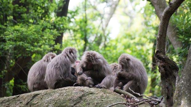 Yakushima, Japan, Japanese monkey