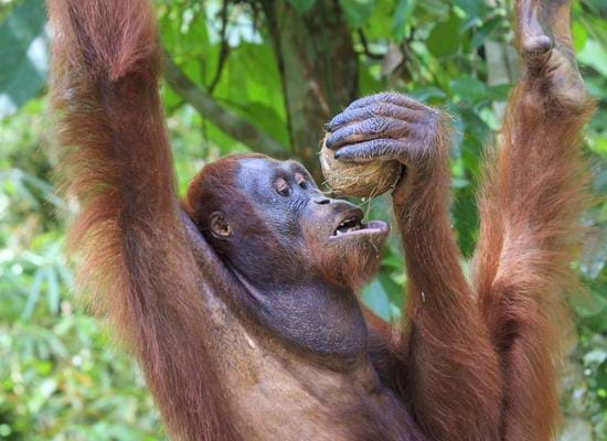 Wonders of Borneo