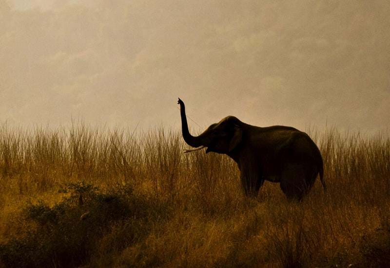 Corbett National Park, India