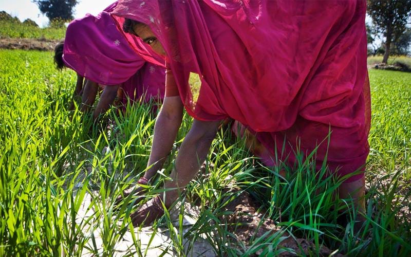 Rajasthan, a special WaterHarvest departure