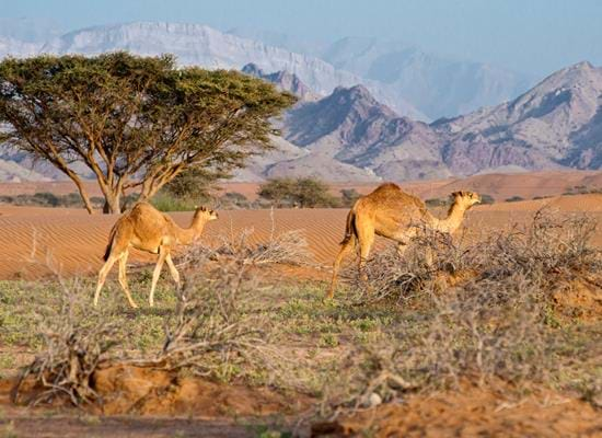 Salalah and Dhofar