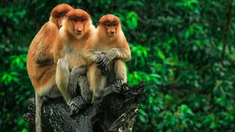 Proboscis Monkeys in Borneo