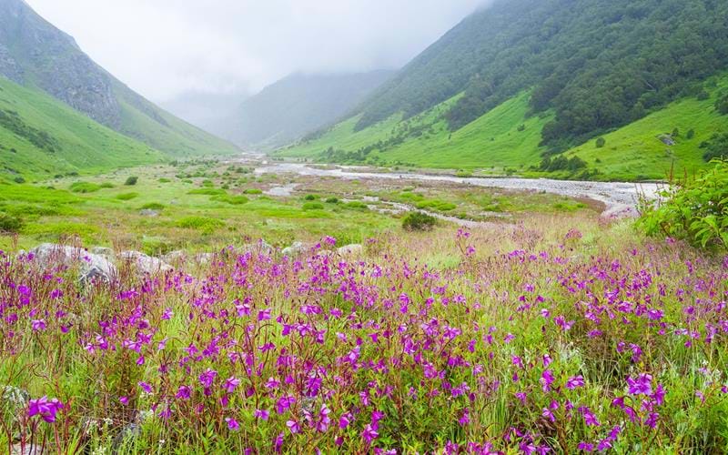 The Valley of Flowers in bloom in Uttarakhand, India, during the monsoon season