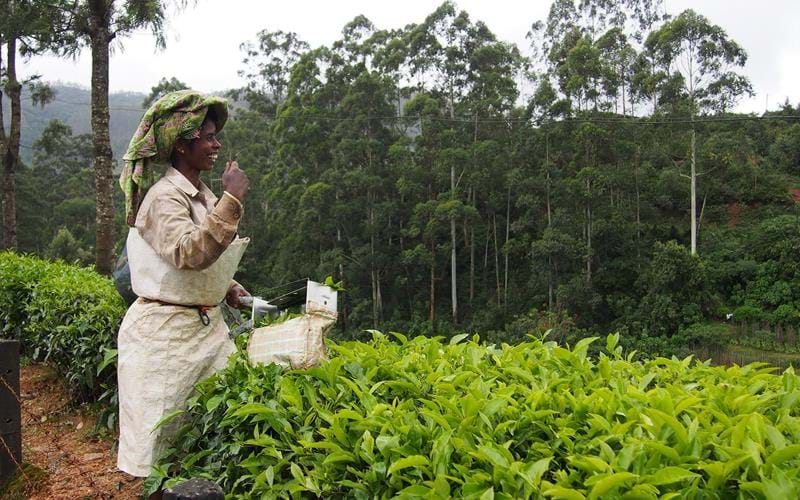 A woman picking tea leaves during the monsoon flush in India