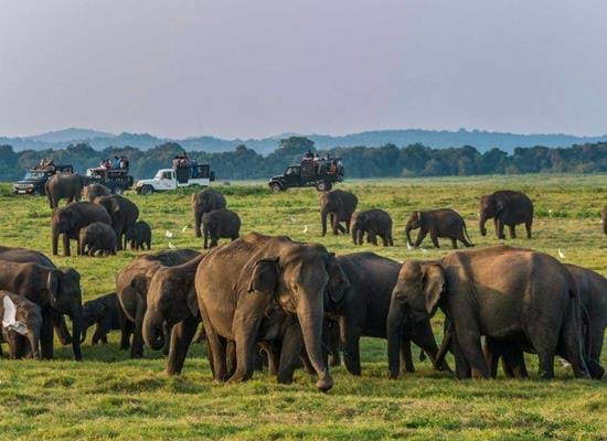 A Sri Lanka Wildlife Holiday