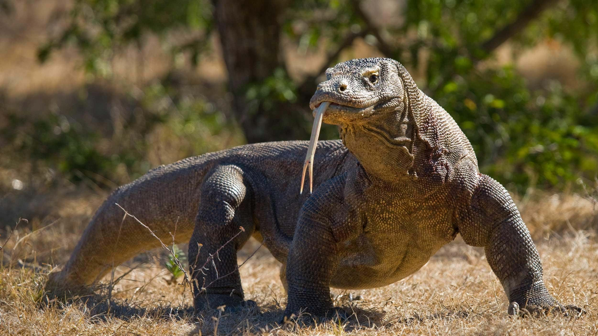 Les Aventures de Bibi ! - Page 4 Komodo-dragon-indonesia