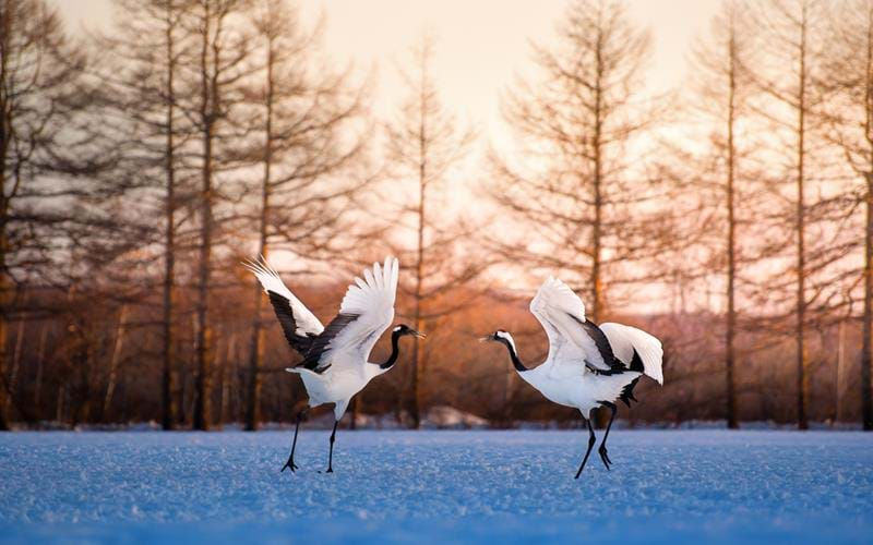 Red crowned crane dancing in a wintery landscape on Hokkaido Island, Japan