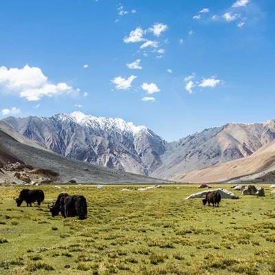 Ladakh, A Trans-Himalayan Safari