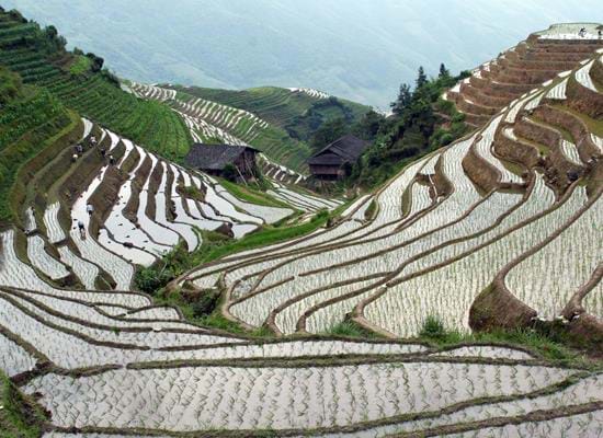 Longji & the 'Dragon's Backbone' Rice Terraces