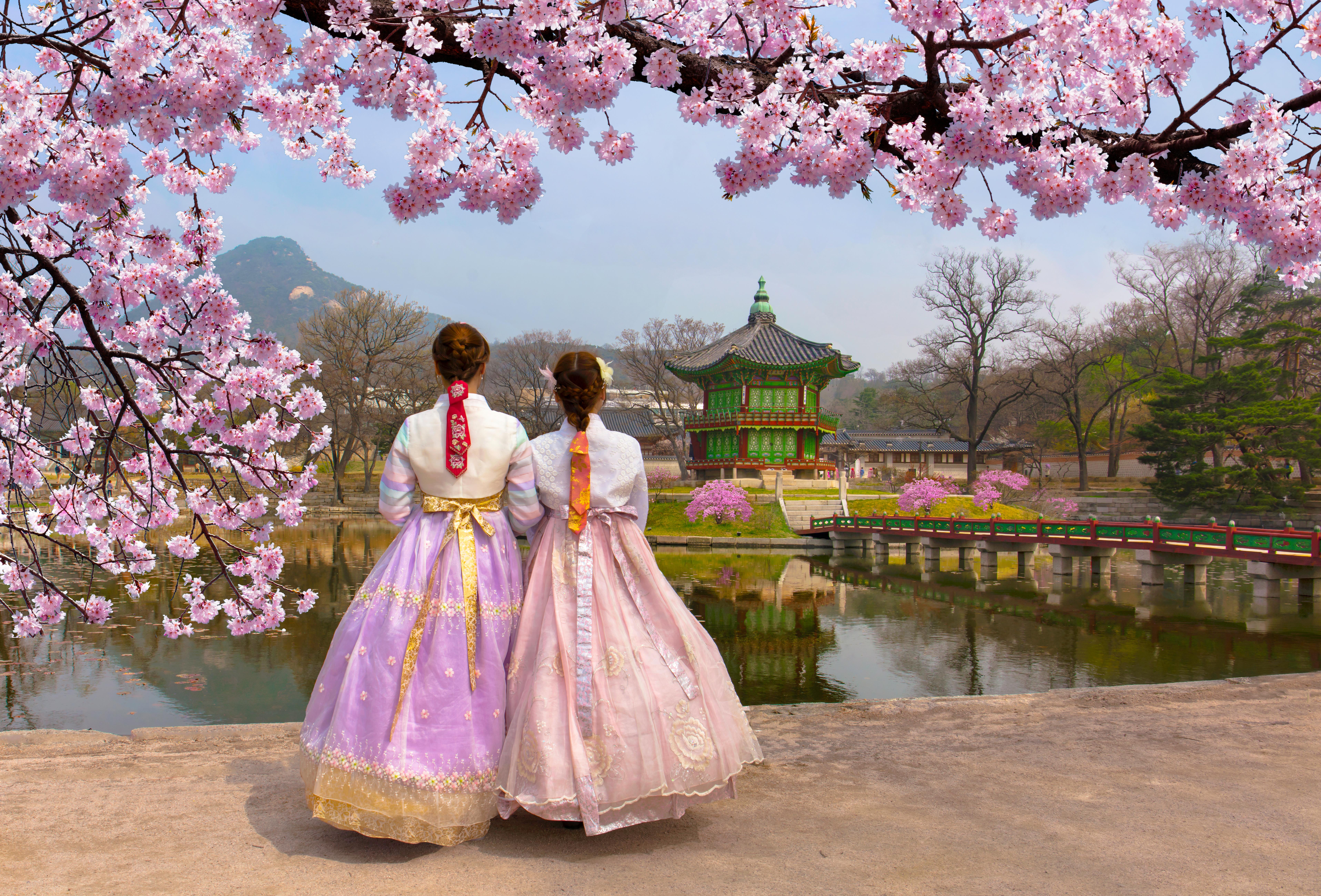 Южные сакуры. Корея черри блоссом. Сеул дворец кёнбоккун Сакура цветет. Цветение Сакуры в Южной Корее. Сеул Южная Корея Cherry Blossom.