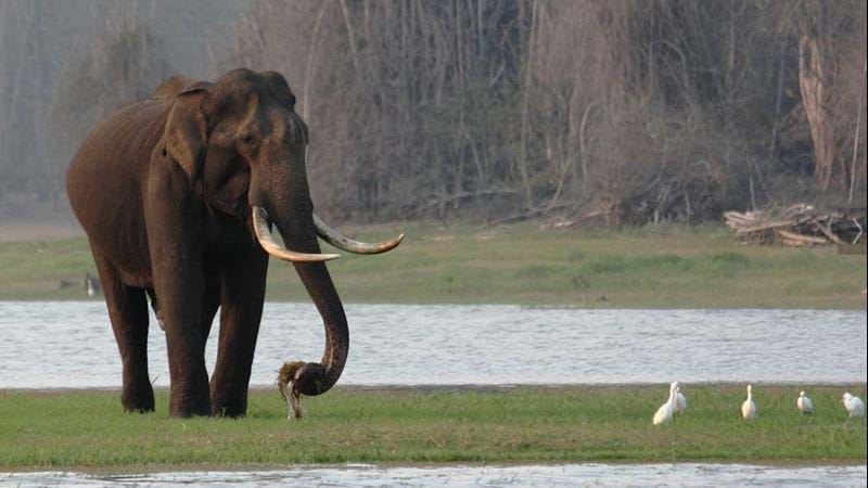 Wildlife holiday in Kerala, India