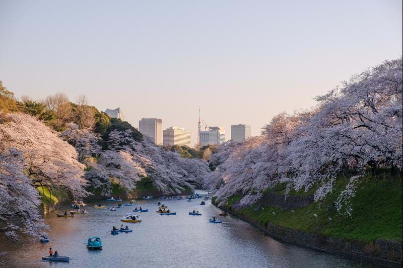 Cherry Blossom Festival in Japan