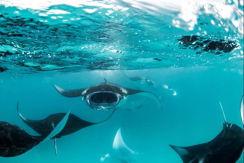 Manta Rays at the Four Seasons in the Maldives