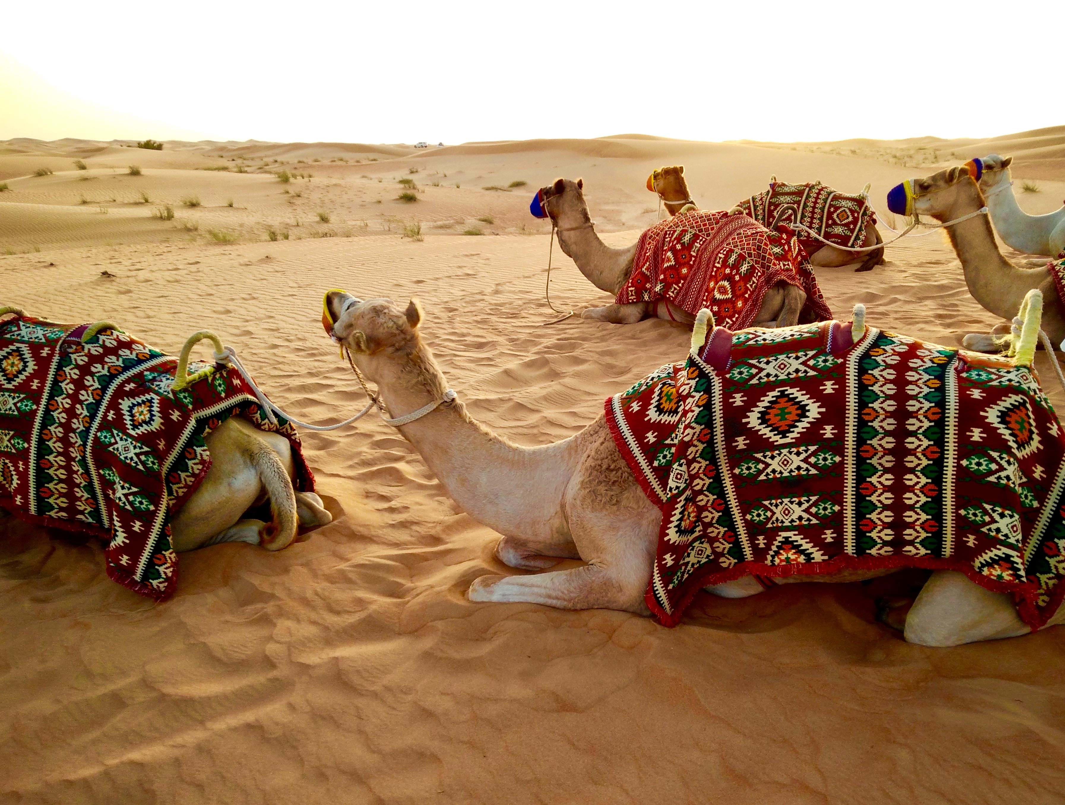 Dubai holidays