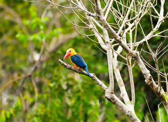 Tanjung Puting National Park