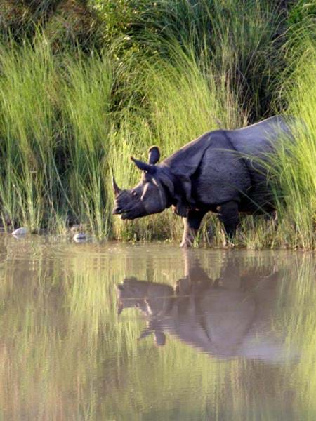 Wildlife Holidays