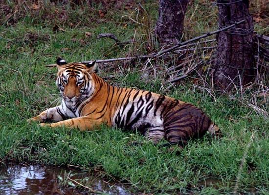 Wildlife of Nepal