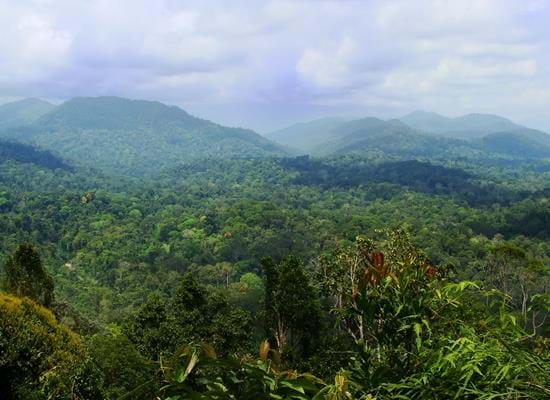 Taman Negara National Park