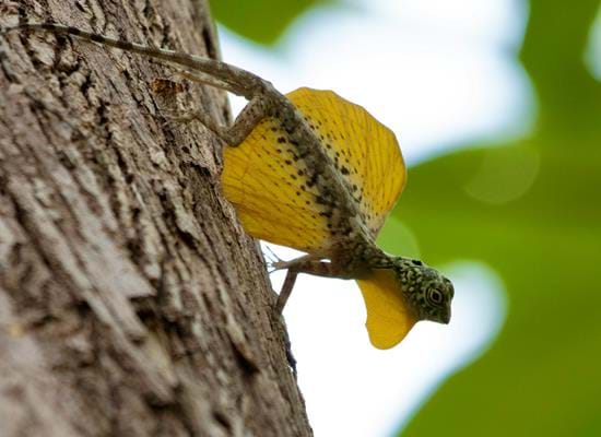 Wild Indonesia