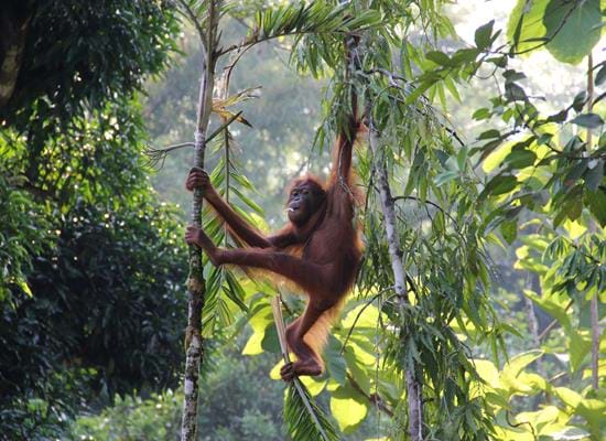 Borneo Family Adventure