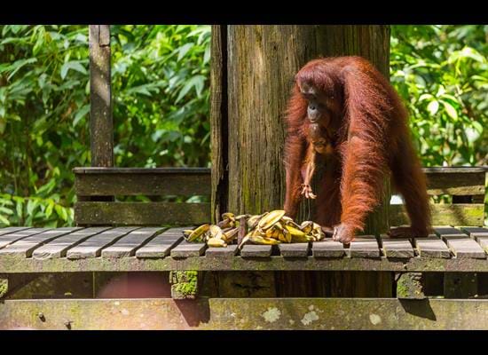 Orangutan Rehabilitation Centre at Sepilok