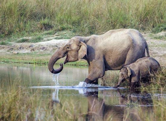 Bardia National Park