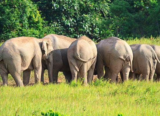 Wild Thailand