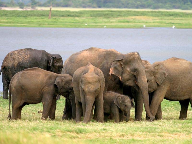 tailormade-and-group-tour-sri-lanka-highlight-minneriya-national-park-2.jpg