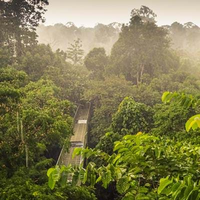 The Wonders of Borneo Wildlife