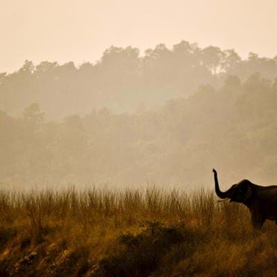 Step into The Wild: Nature Spotting in India and Nepal